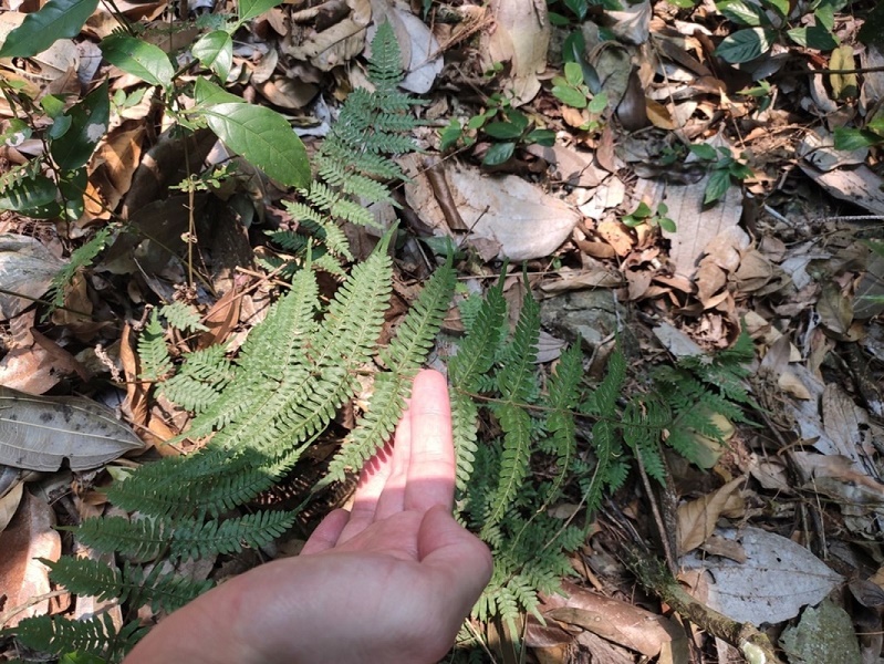 Pteris decrescens